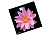 Весы напольные CENTEK CT-2416 Pink Flower